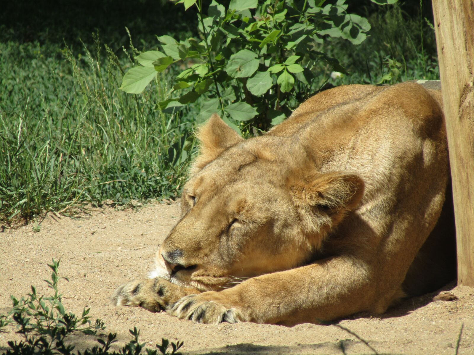 Canon PowerShot SX410 IS sample photo. The lion, lioness, zoo photography