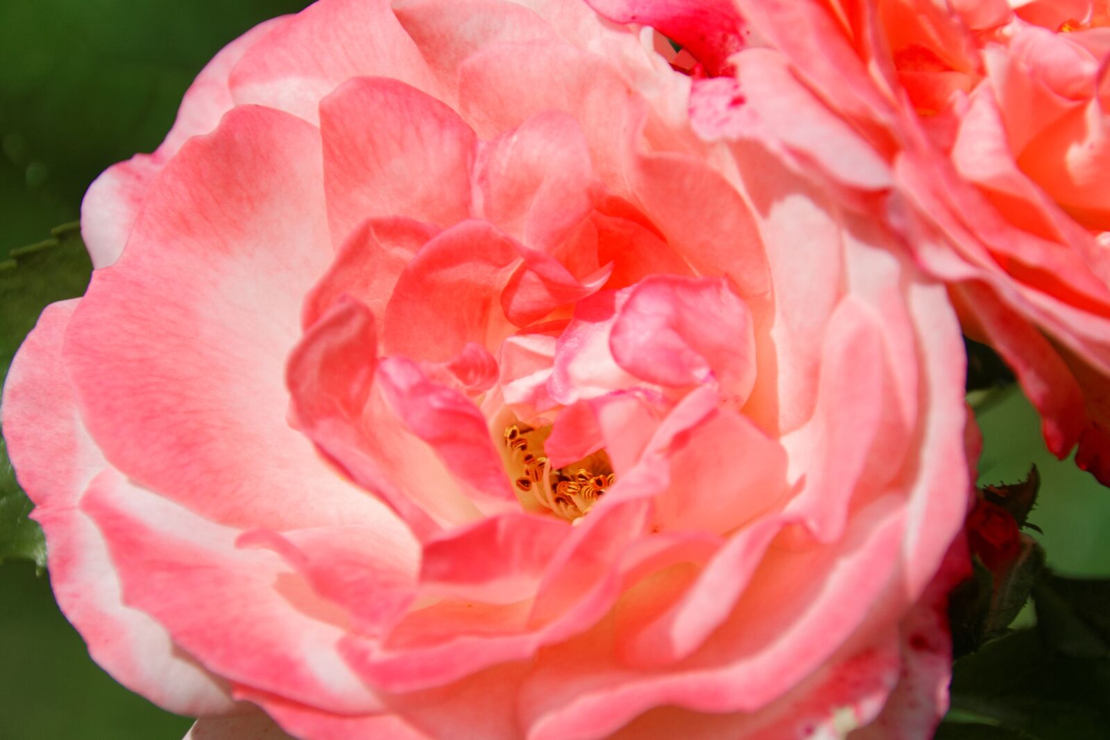 Canon EOS 30D sample photo. Rose, flower, rose bloom photography