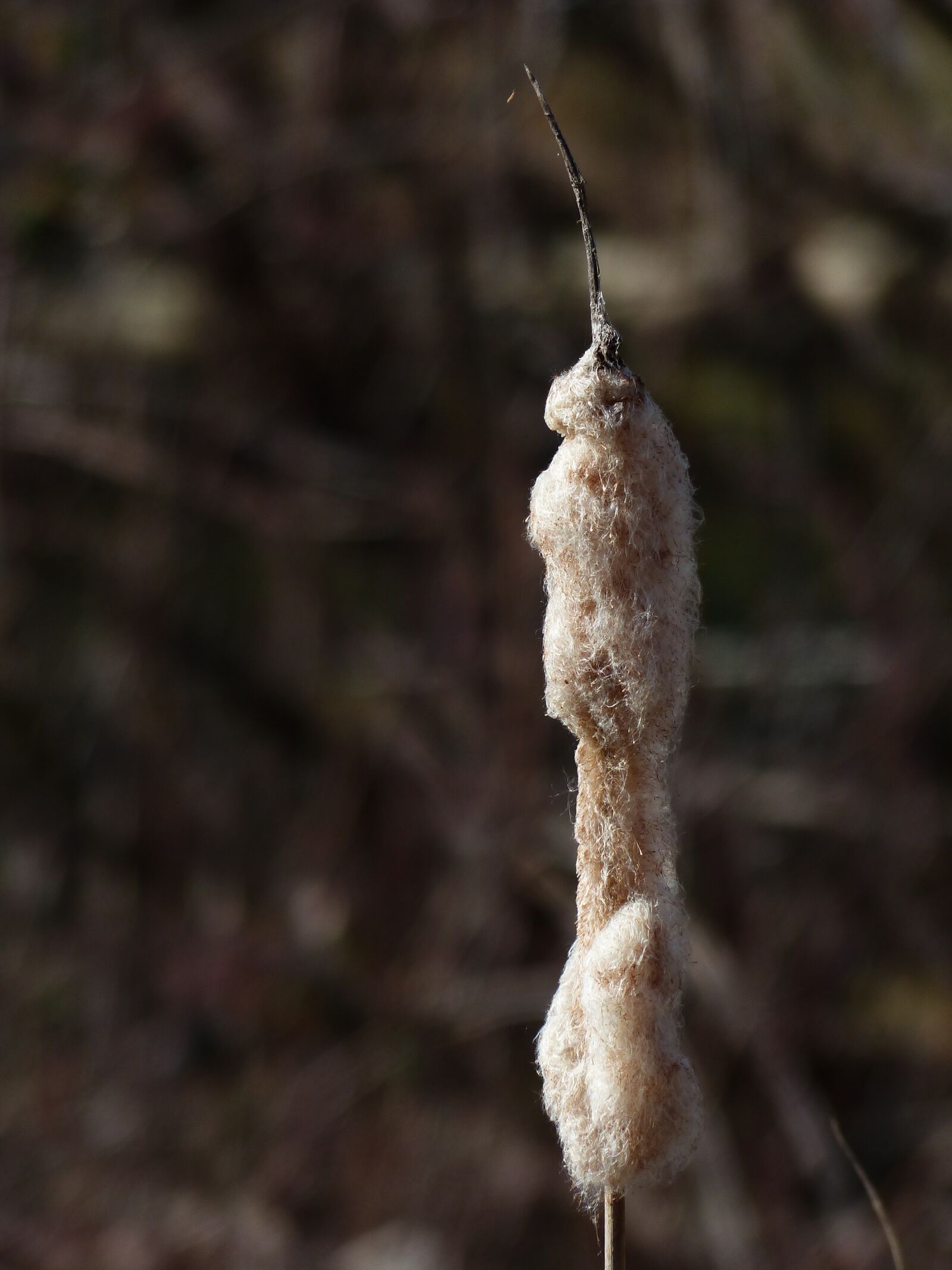 Panasonic Lumix DMC-FZ200 sample photo. Cattail, reeds, flying seeds photography
