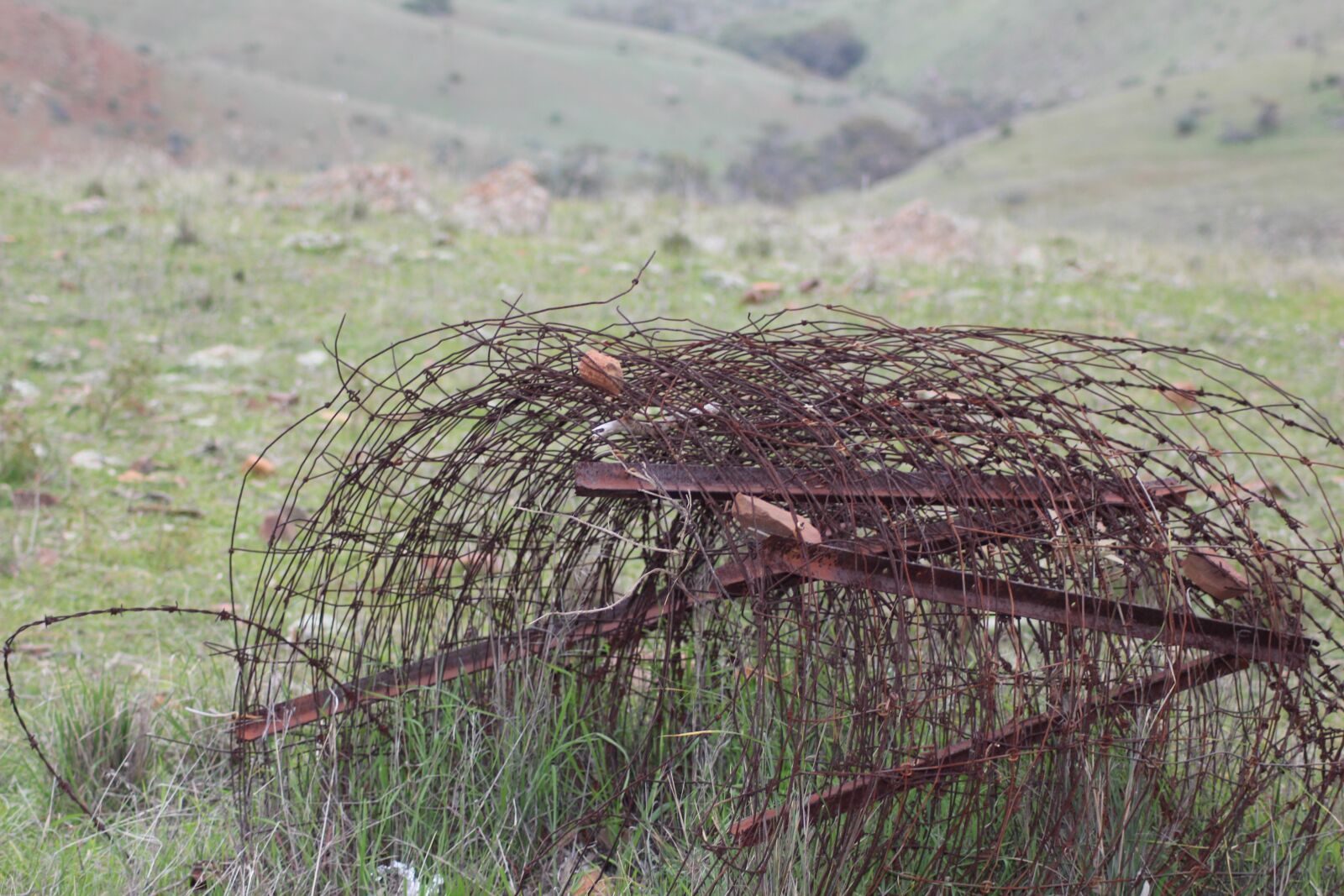 Canon EOS 650D (EOS Rebel T4i / EOS Kiss X6i) sample photo. Barbed, wire, rusty photography