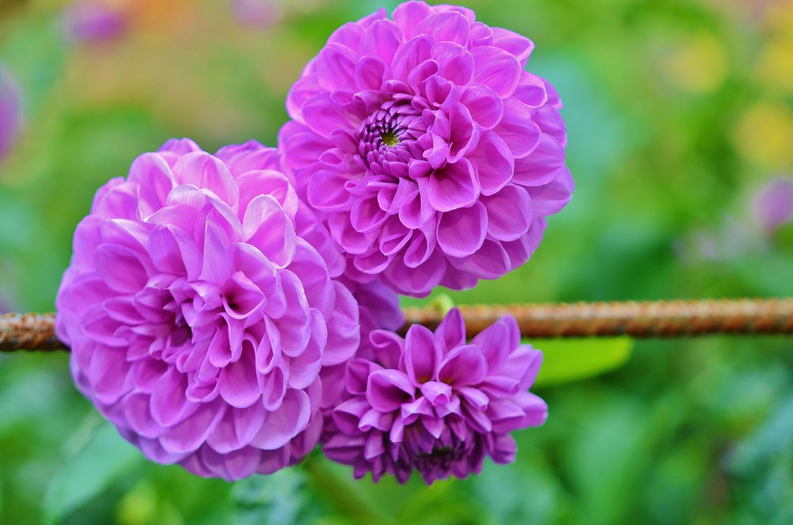 Nikon D7000 sample photo. Flower, natur, spring photography