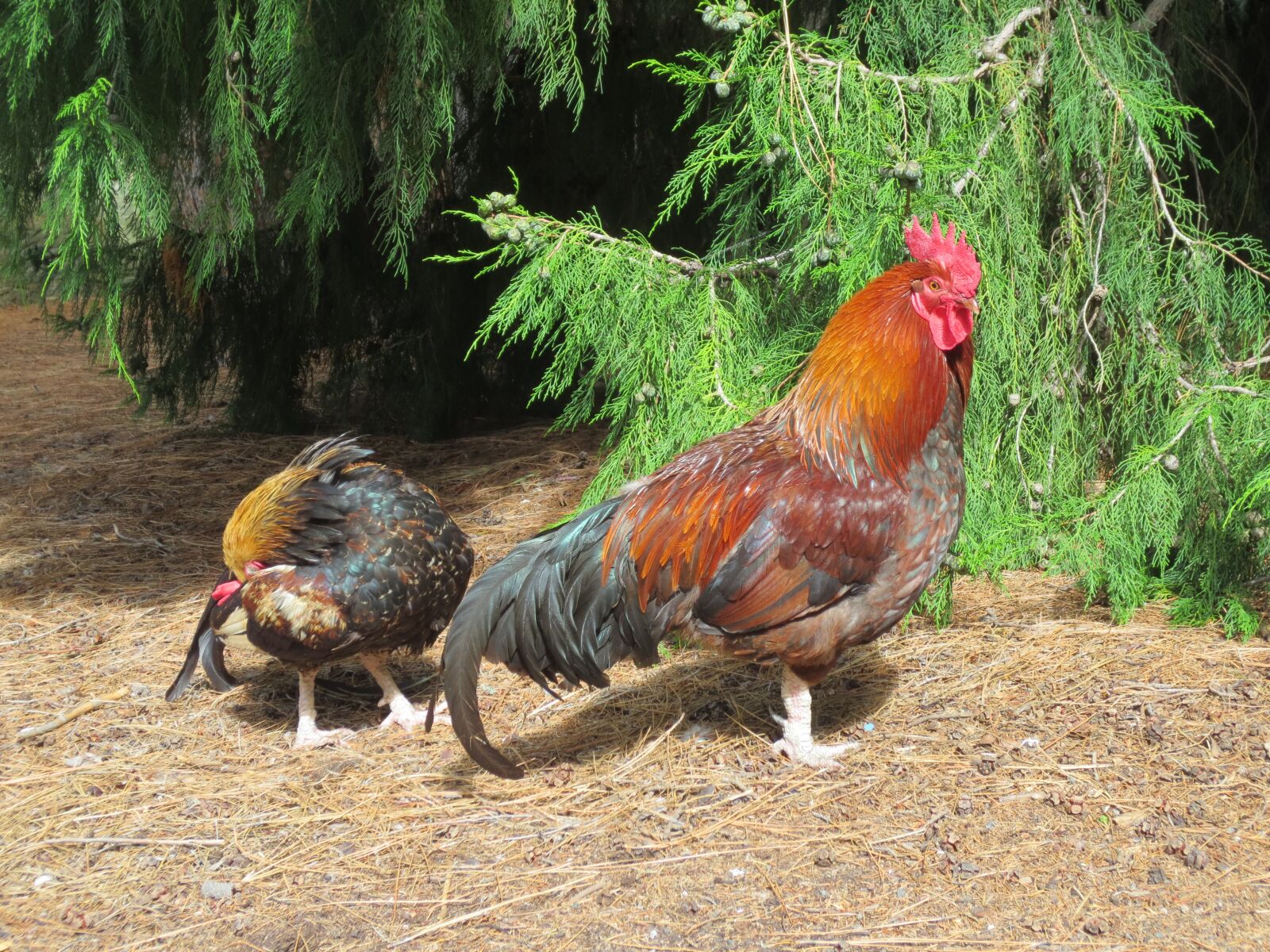 Canon IXUS 240 HS sample photo. Rooster, roosters, chicken photography