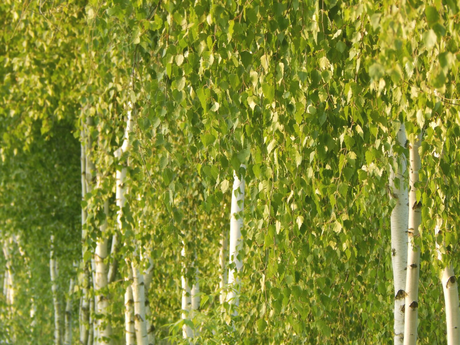Nikon Coolpix L820 sample photo. Birch, spring, tree photography