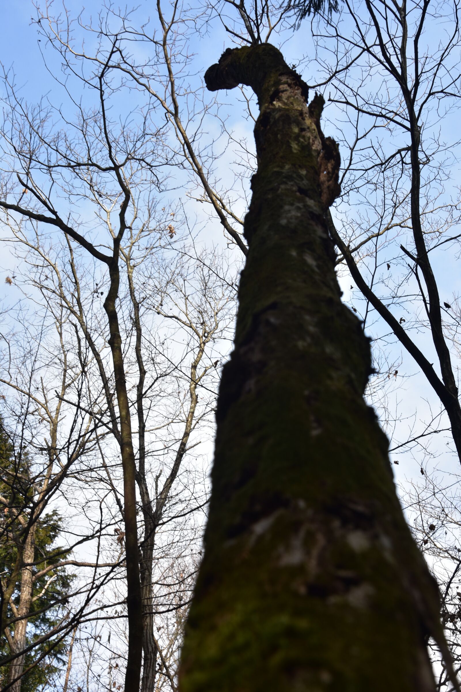 Nikon D3400 sample photo. Japan, mount fuji, tree photography
