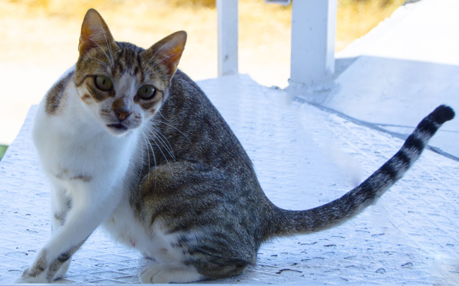 Nikon D5100 sample photo. Cat, animal, portrait photography