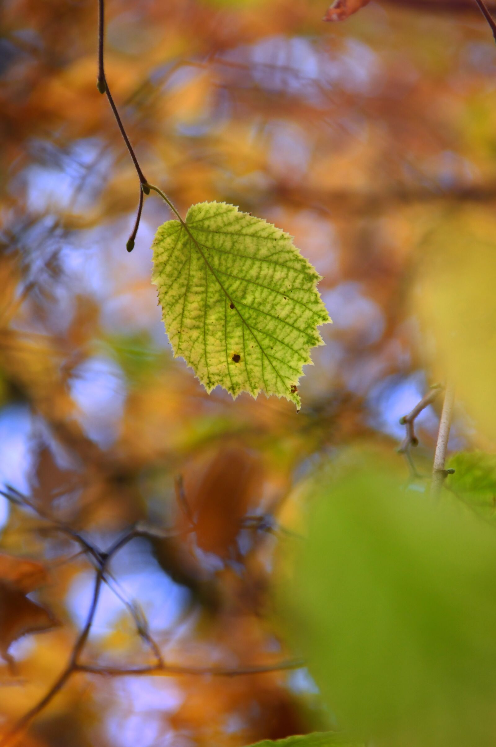 Nikon D3200 sample photo. Autumn, holidays, nature photography