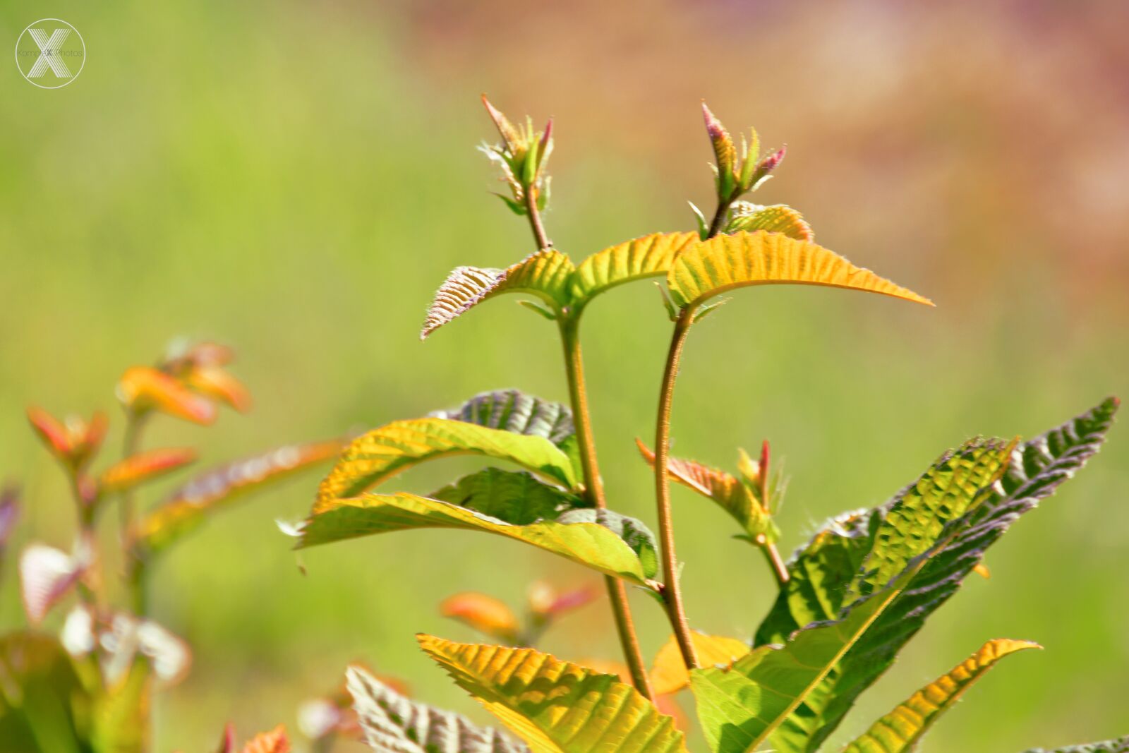 Nikon D7500 sample photo. Plant, green, nature photography