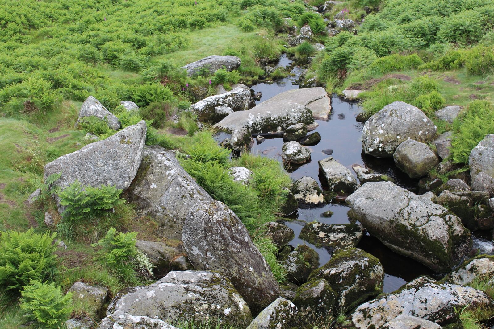 Canon EOS 700D (EOS Rebel T5i / EOS Kiss X7i) sample photo. Bach, stones, meadow photography