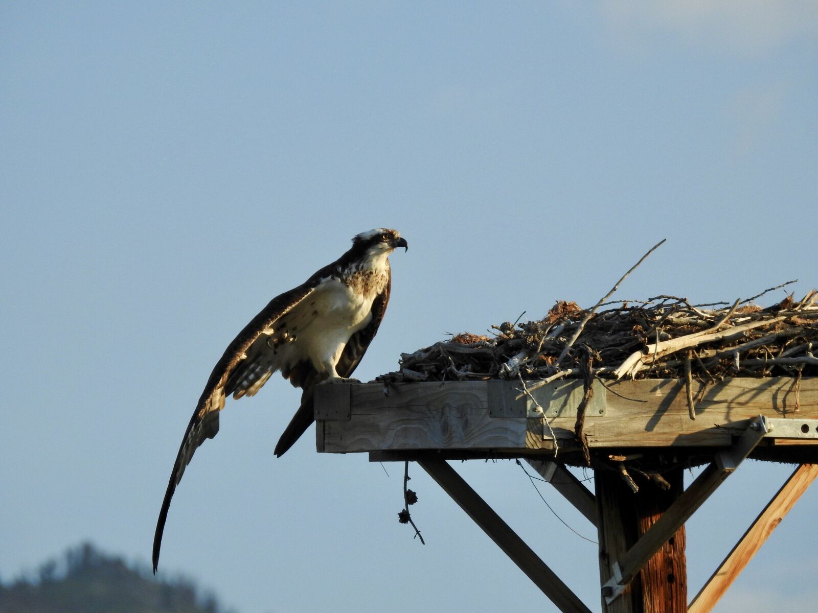 Nikon Coolpix P900 sample photo. Bird, nest, nature photography