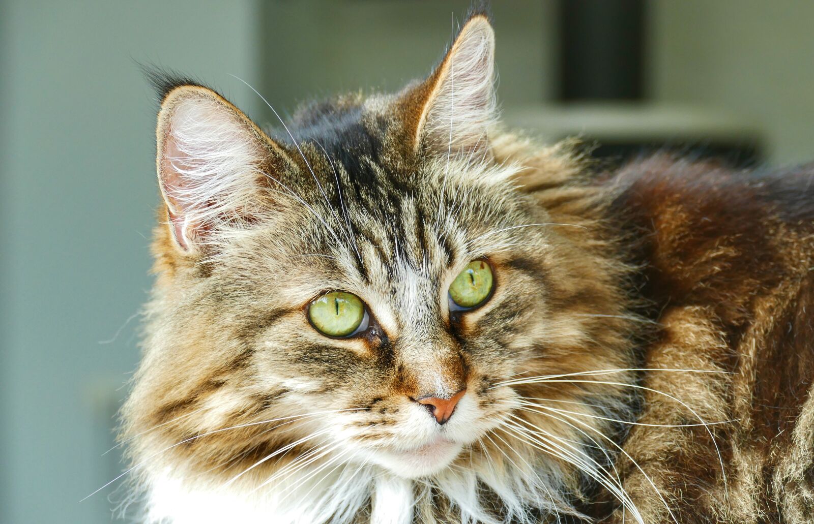 Panasonic Lumix DMC-FZ1000 sample photo. Cat, animal, pet photography