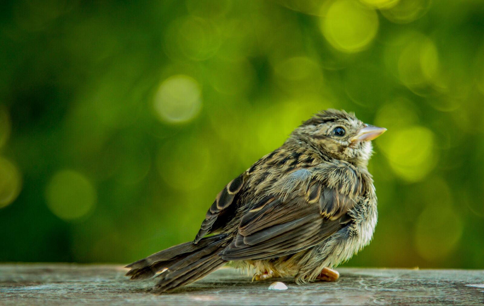 Canon EOS 60D + Canon EF 24-105mm F4L IS USM sample photo. Bird, wallpaper, green photography