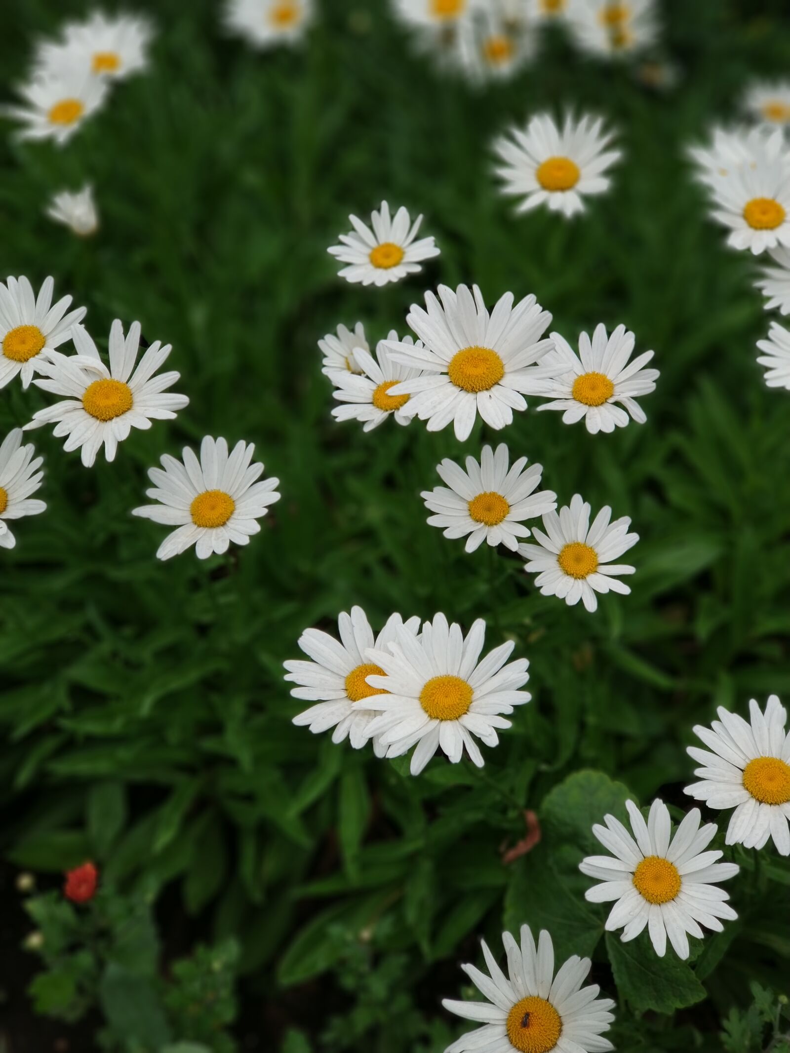Xiaomi MI6 sample photo. Daisies, grass, flowers photography