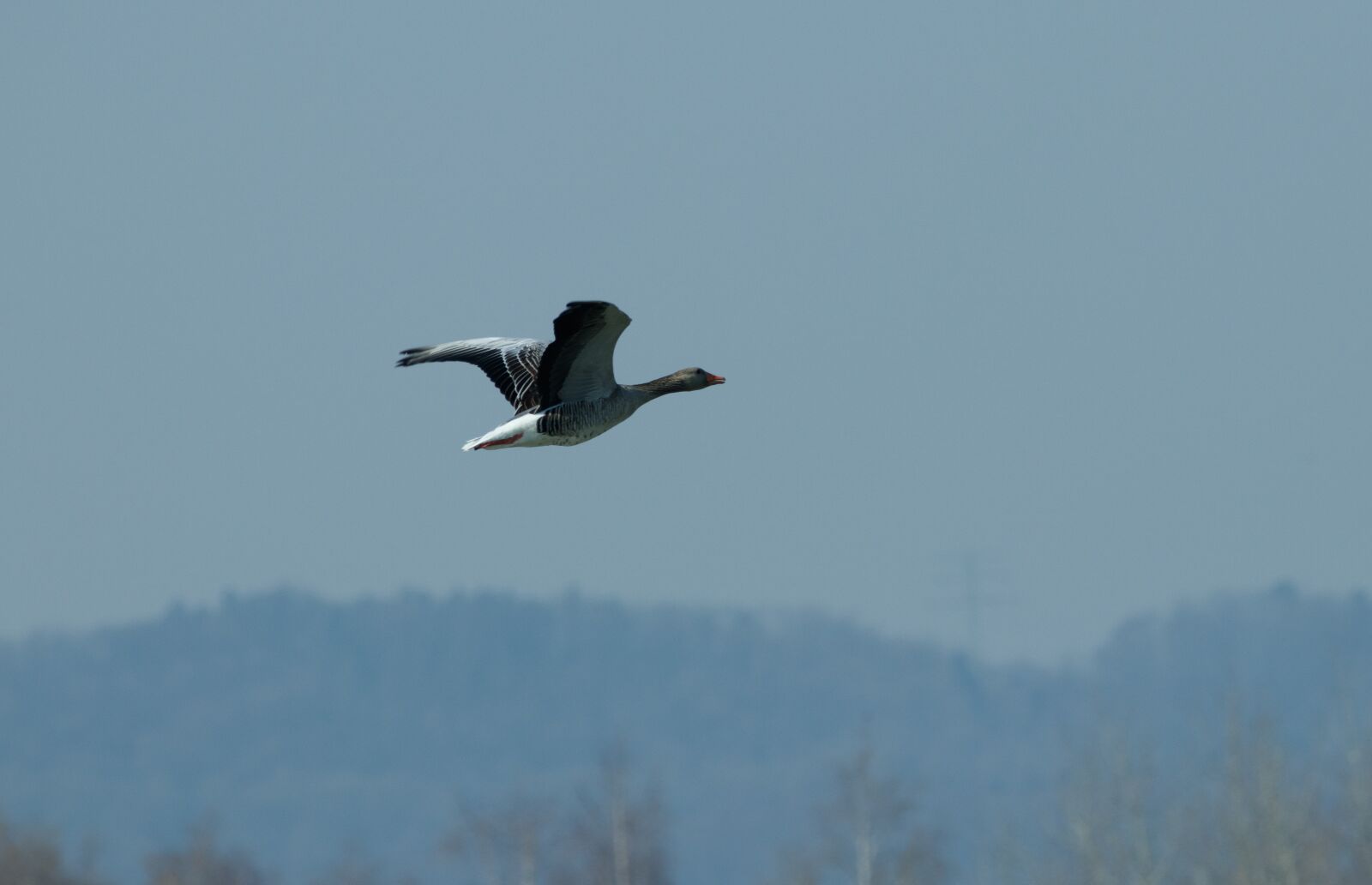 150-600mm F5-6.3 DG OS HSM | Contemporary 015 sample photo. Wild goose, water bird photography