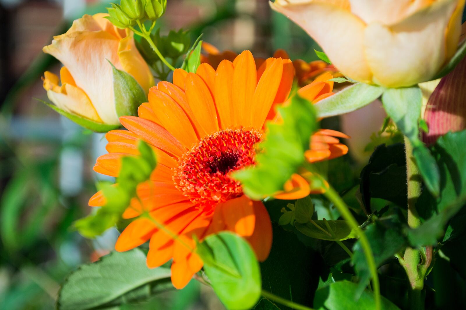 Nikon D3100 sample photo. Orange, summer, nature photography