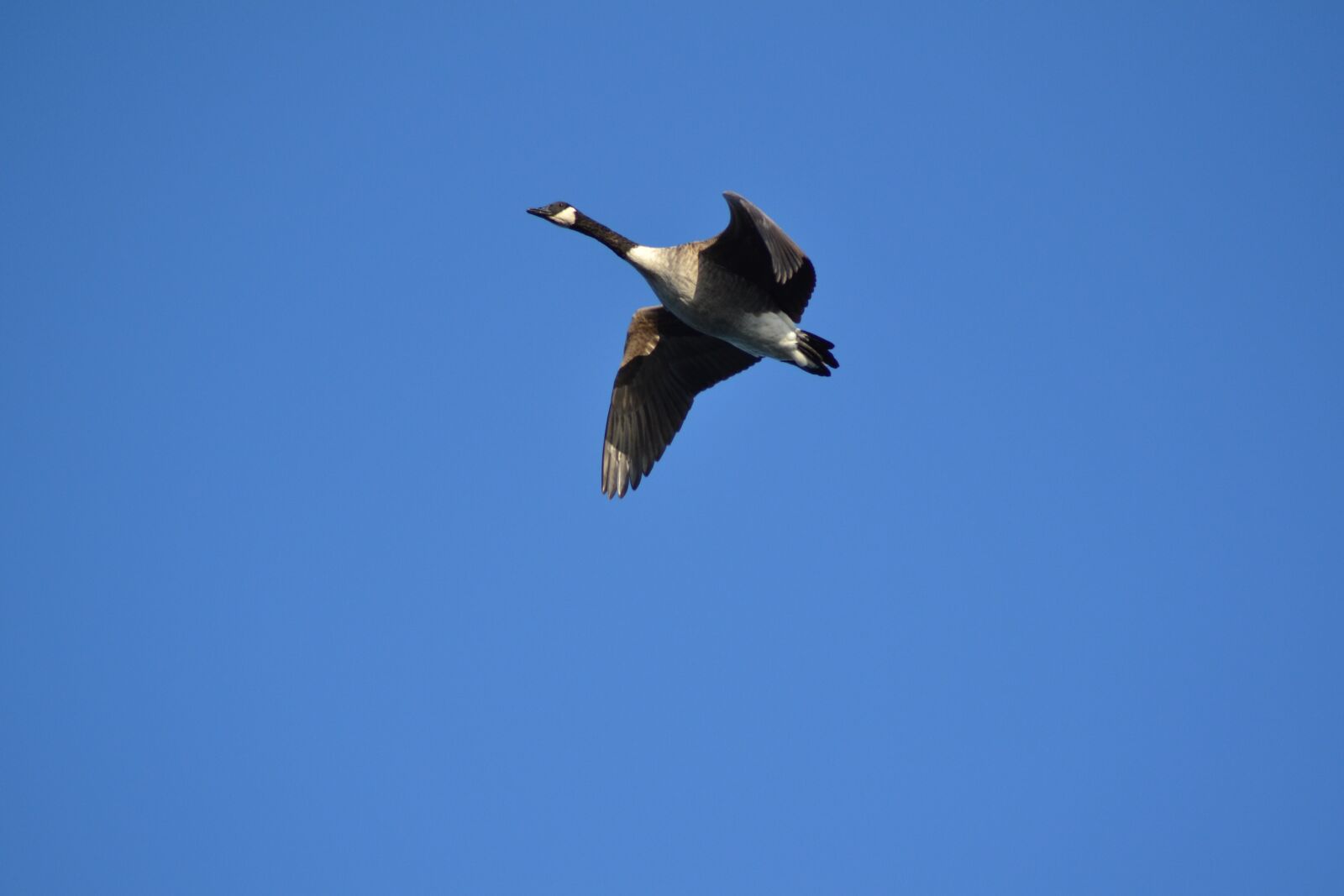 Nikon D3100 sample photo. Birds, wild geese, nature photography