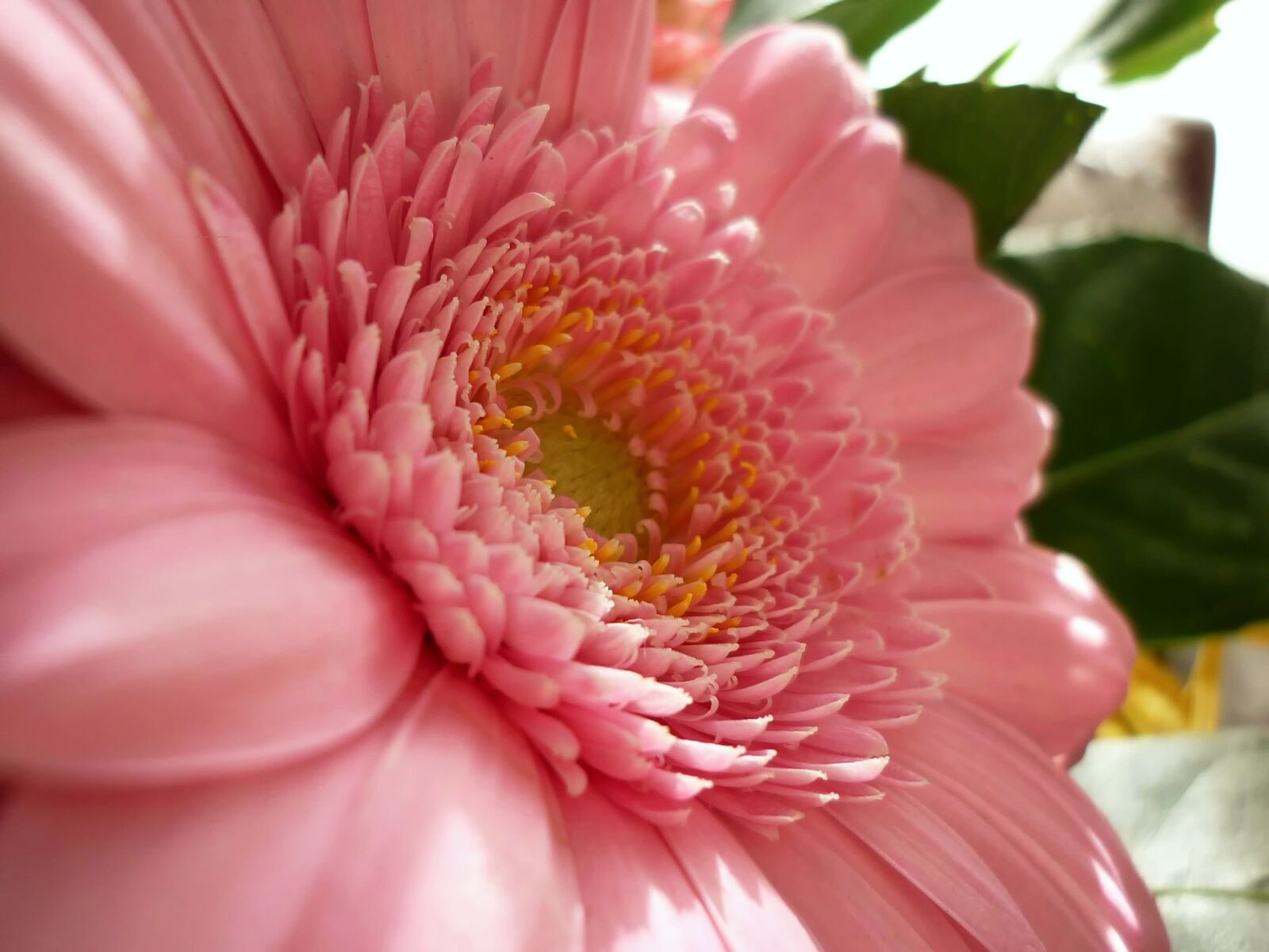 Panasonic DMC-FS62 sample photo. Flower, gerbera, the delicacy photography