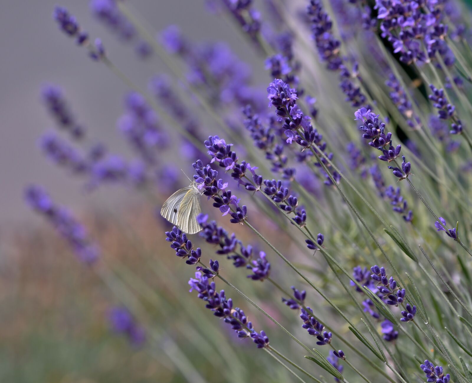 Nikon D500 sample photo. Butterfly, cabbage white, bug photography