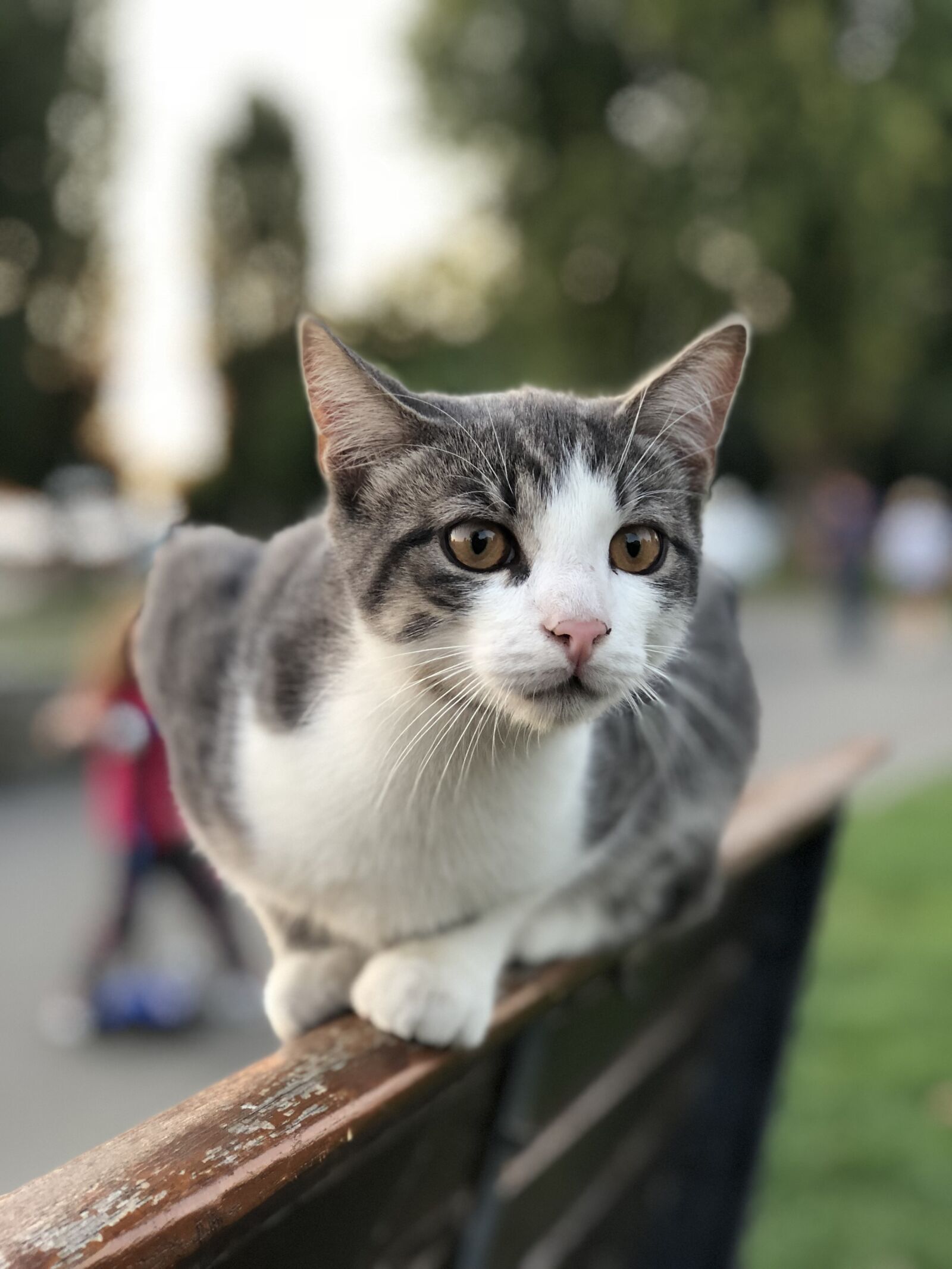 iPhone 8 Plus back dual camera 6.6mm f/2.8 sample photo. Cat, sweet, park bench photography