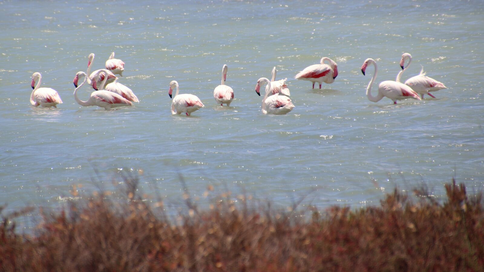 Canon EOS 70D sample photo. Flamingo, birds, the nature photography