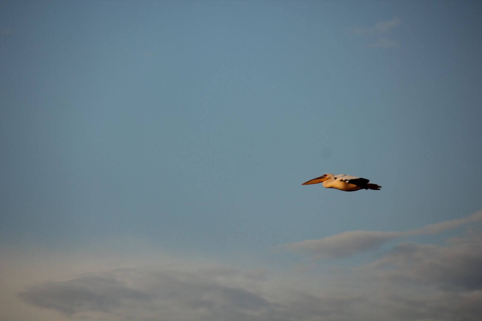Canon EOS 550D (EOS Rebel T2i / EOS Kiss X4) sample photo. Bird, sky, nature photography