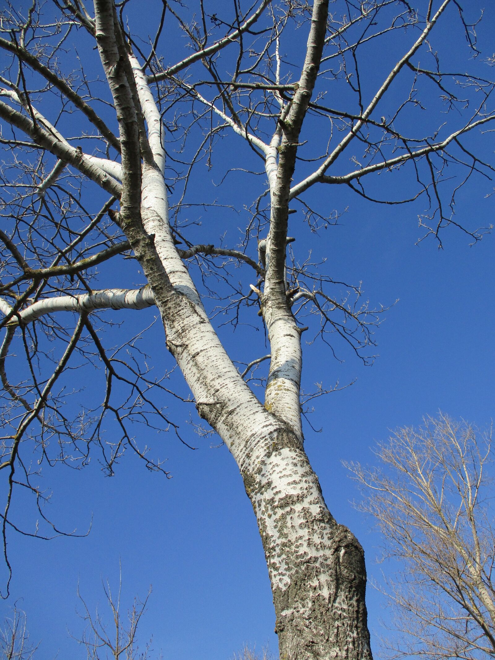Canon IXUS 185 sample photo. Poplar, tree, nature photography