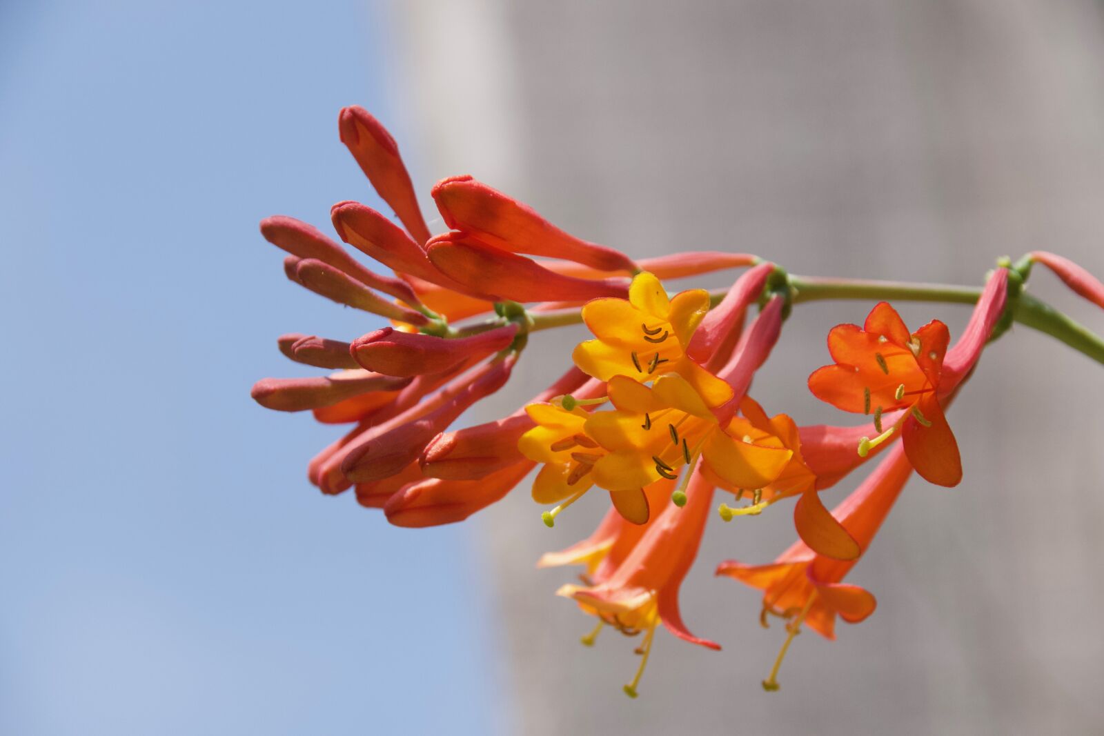 Nikon D7500 sample photo. Blossom, bloom, orange photography