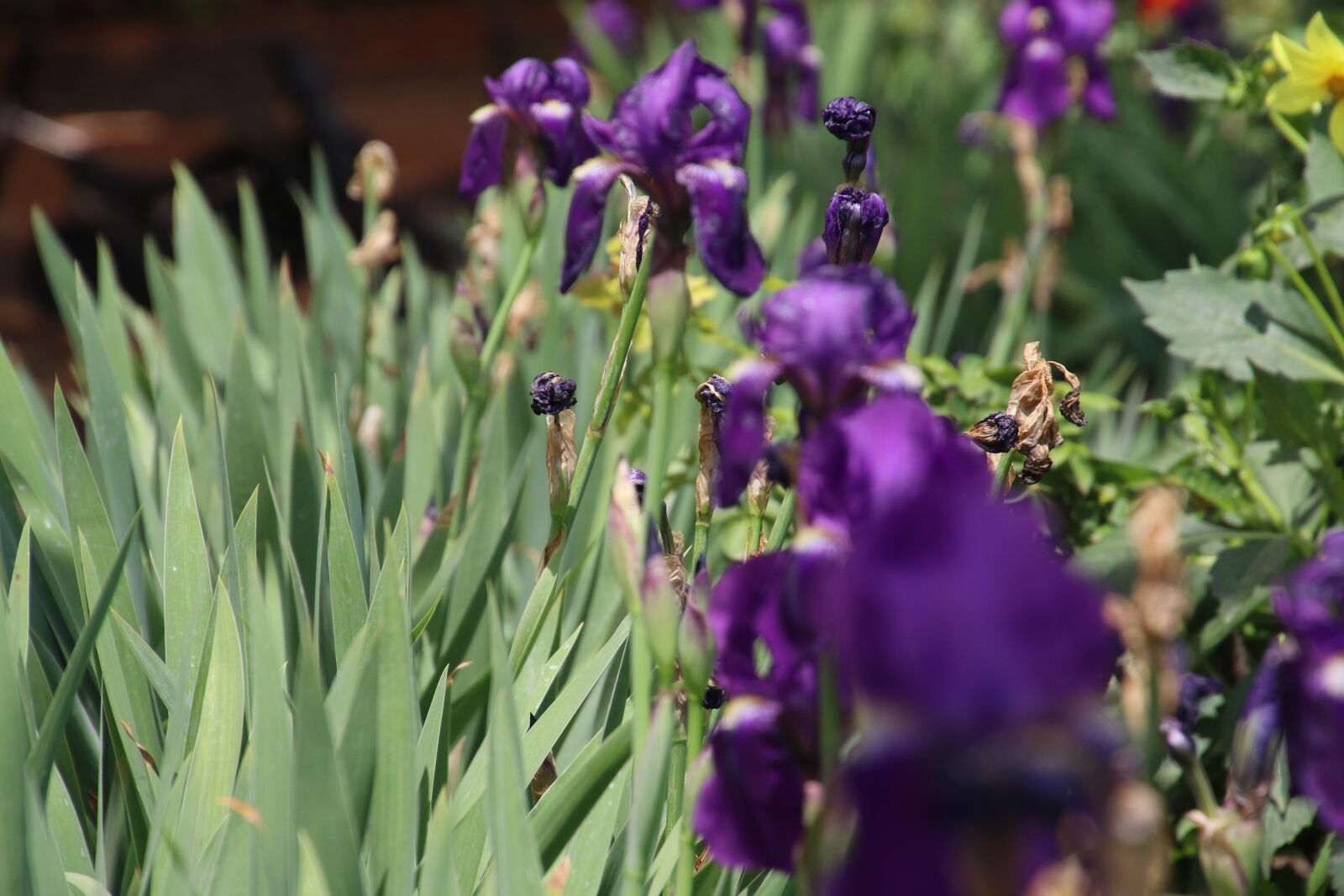 Canon EOS 7D Mark II sample photo. Flowers, garden, green, kanna photography