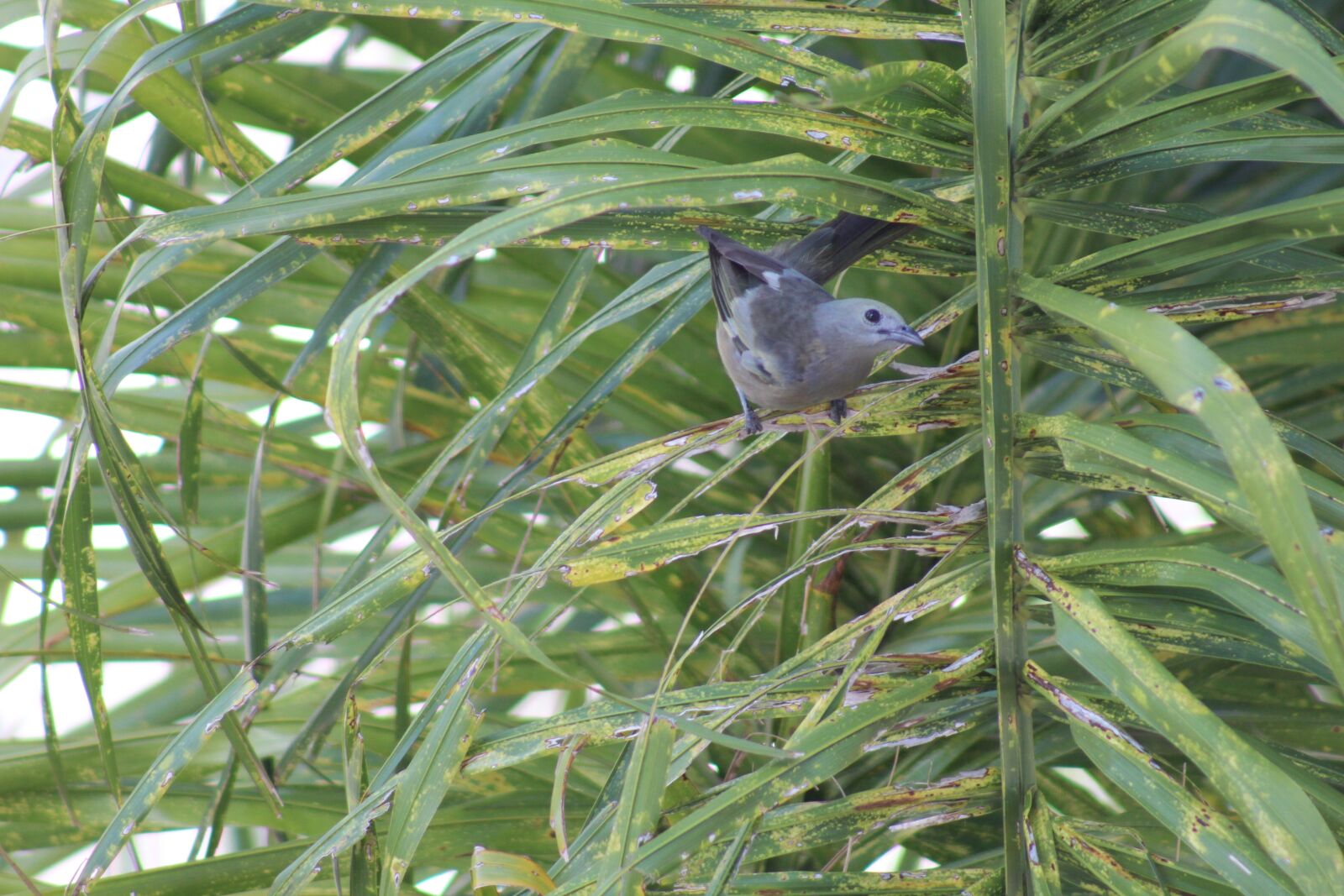 Canon EOS 1300D (EOS Rebel T6 / EOS Kiss X80) sample photo. Sanhaçu-do-coqueiro, bird, brazil photography