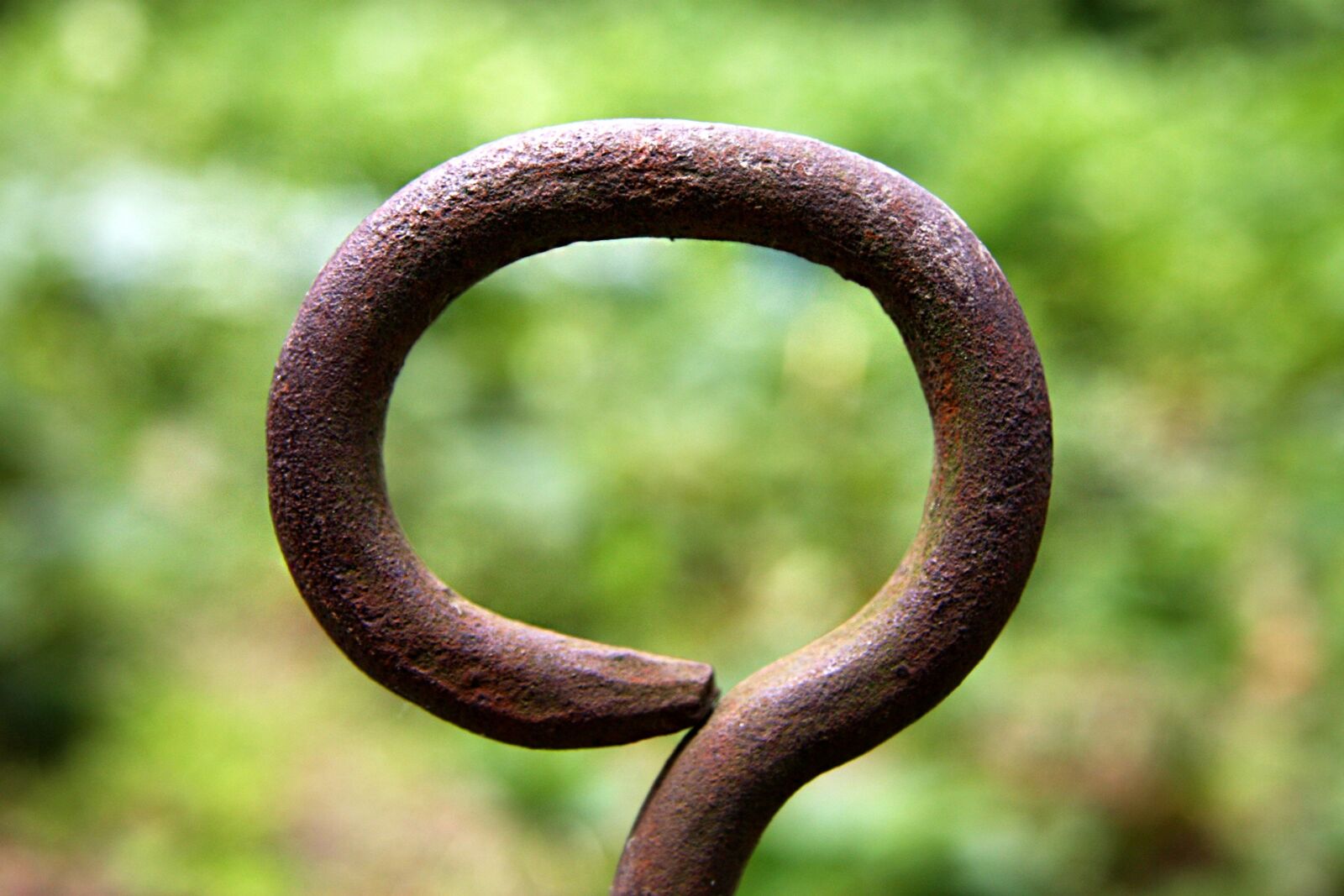 Canon EOS 40D sample photo. Iron, iron eye, garden photography