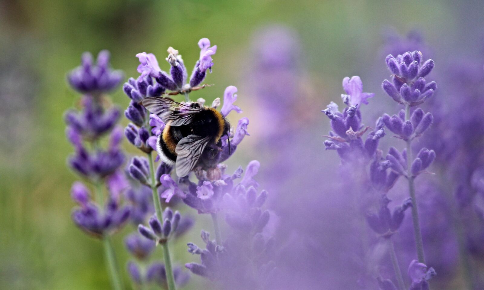 Canon EOS 1100D (EOS Rebel T3 / EOS Kiss X50) sample photo. Hummel, fictional, insect photography