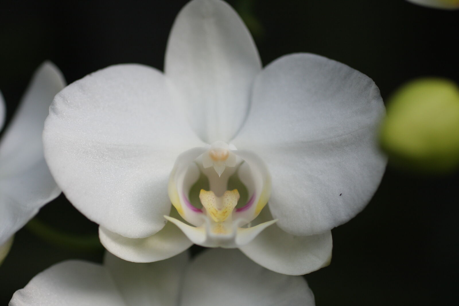 Sigma 50mm f/2.8 EX sample photo