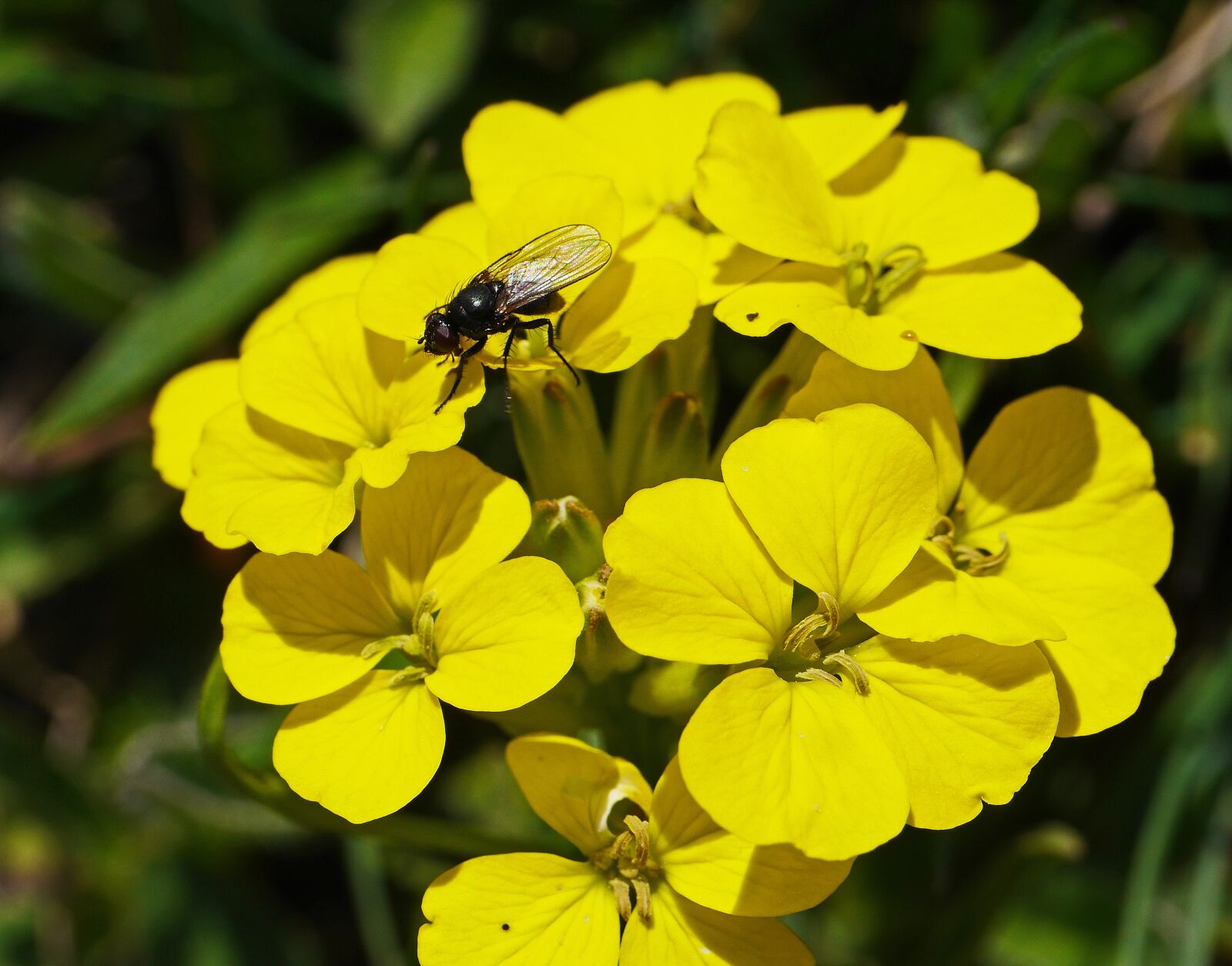Panasonic Lumix DMC-GH3 sample photo. Mountain flowers, yellow, alpine photography