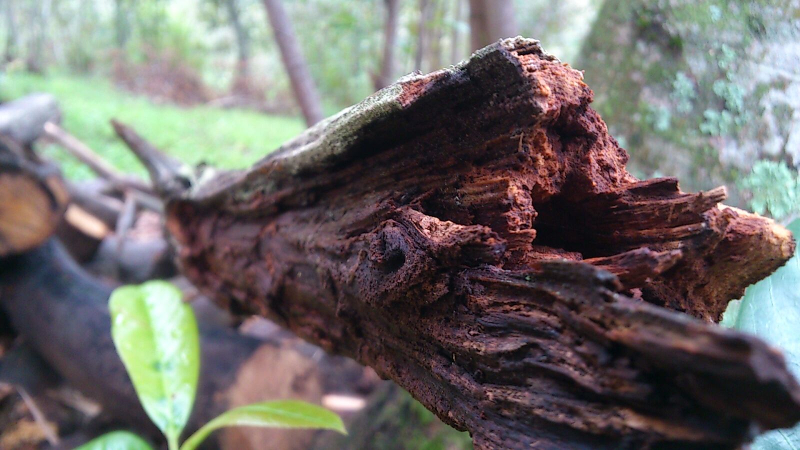 Sony Ericsson Xperia arc S sample photo. Cold, dead, nature, tree photography