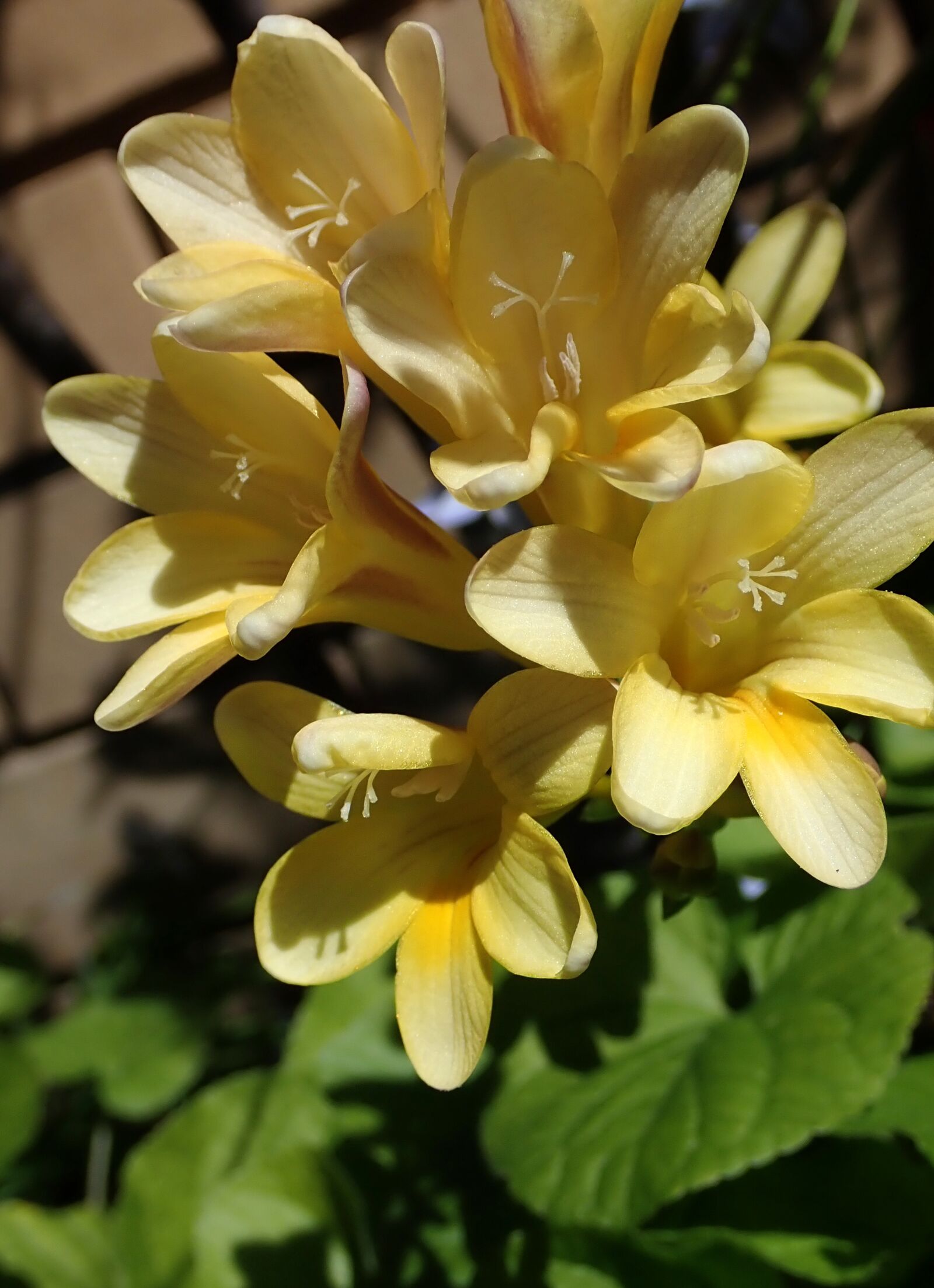 Olympus TG-5 sample photo. Flowers, freesias, spring photography
