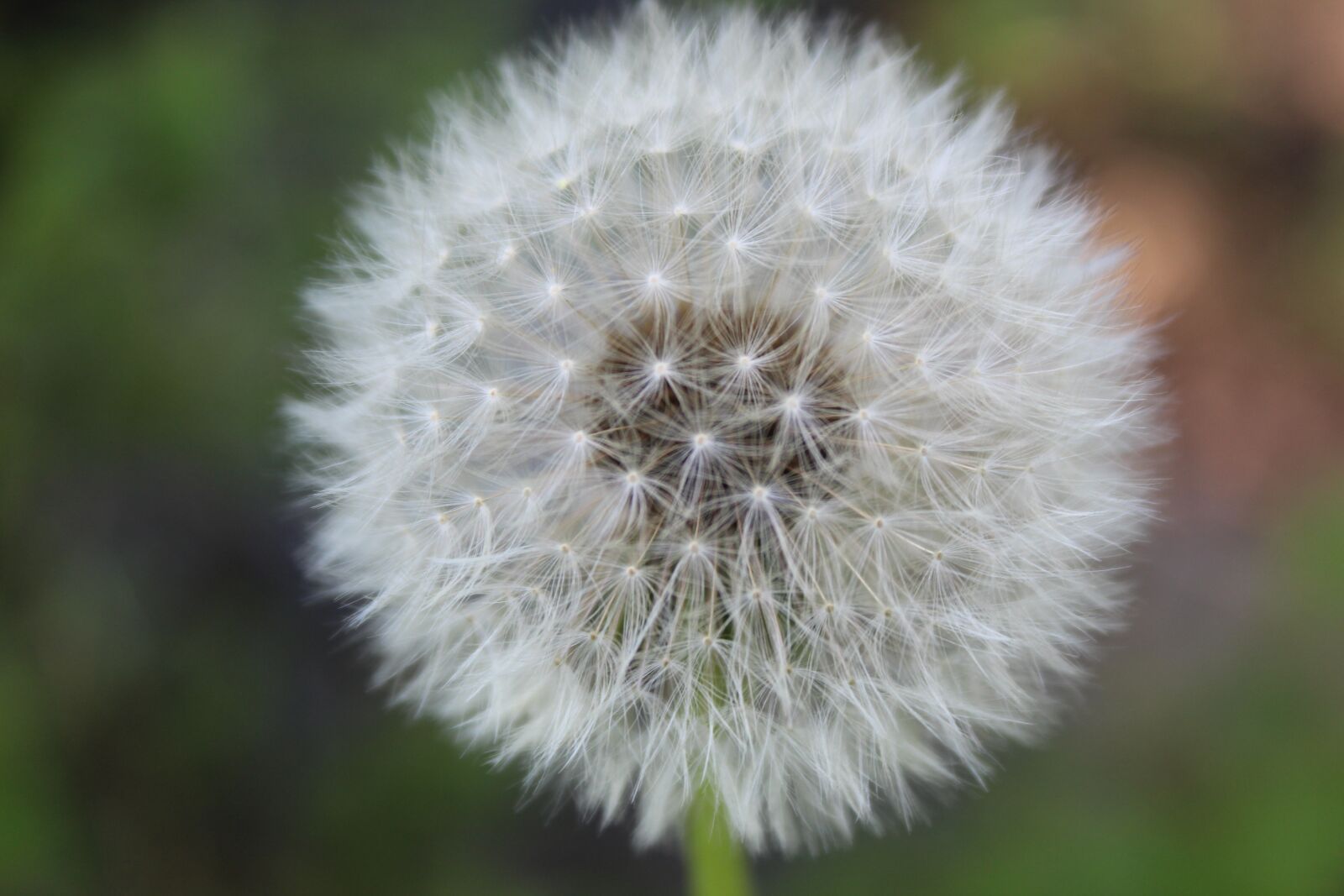 Canon EOS 1300D (EOS Rebel T6 / EOS Kiss X80) sample photo. Dandelion, weed, flower photography