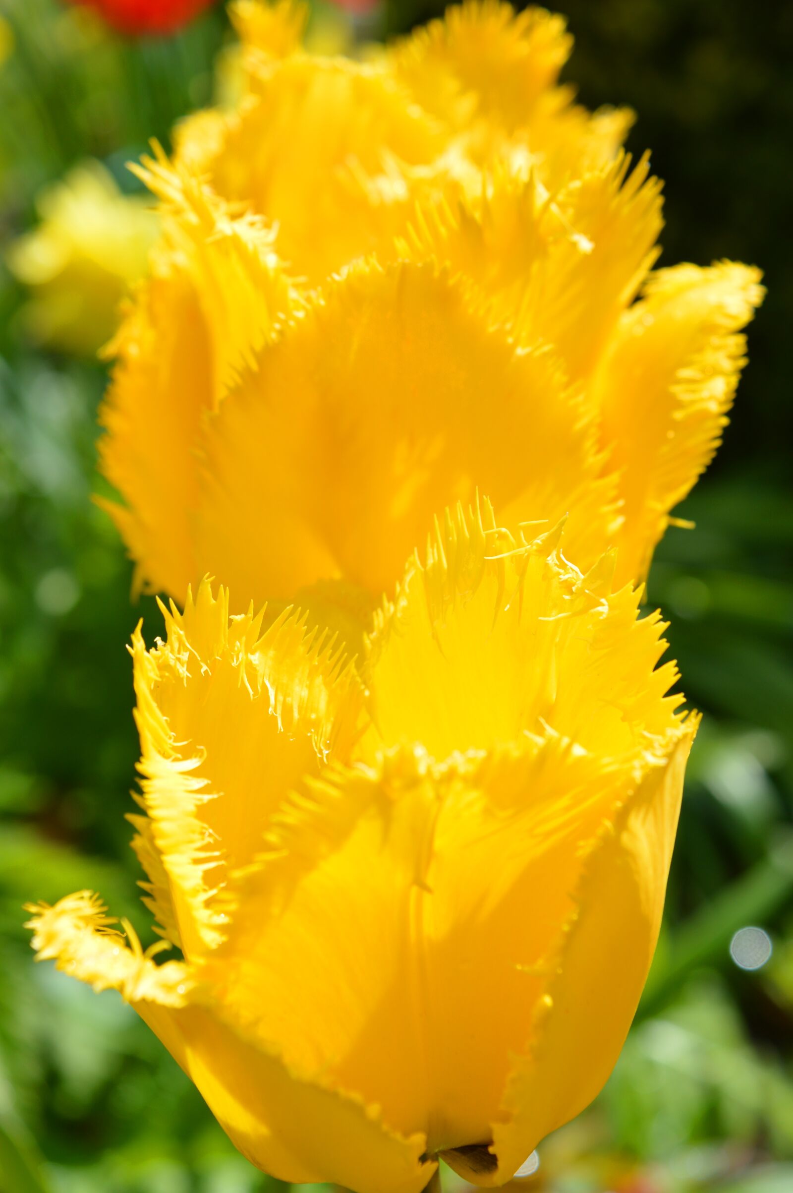 Nikon D3200 sample photo. Tulips, fringed, yellow photography