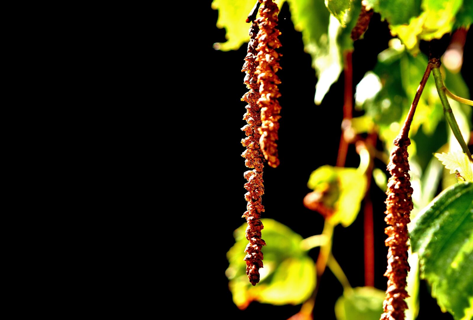 Nikon D7200 sample photo. Birch seeds, tree, depend photography