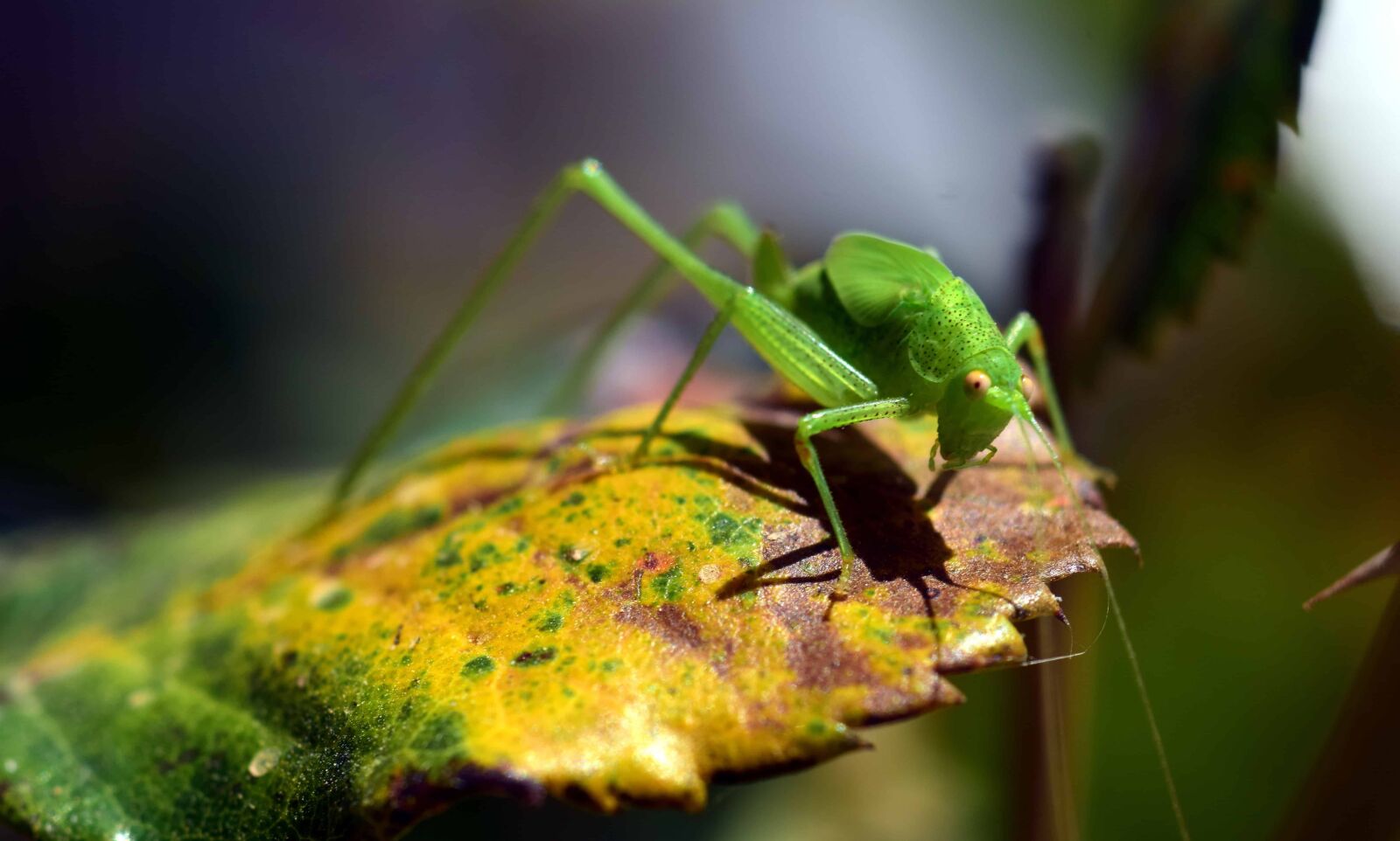 Nikon D3300 sample photo. Nature, grasshopper, insect, macro photography