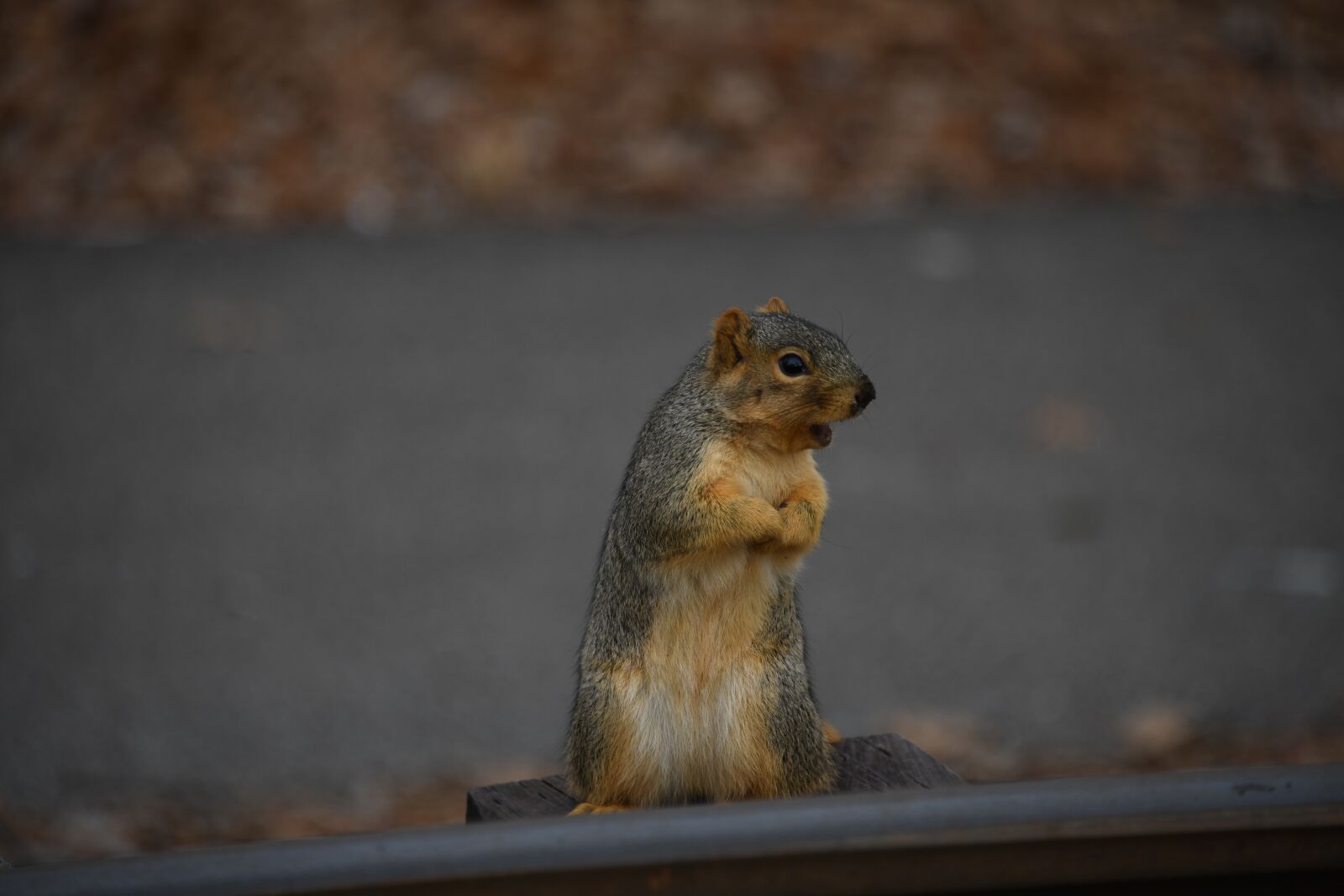 Nikon D850 sample photo. Squirrel, rodent, cute photography