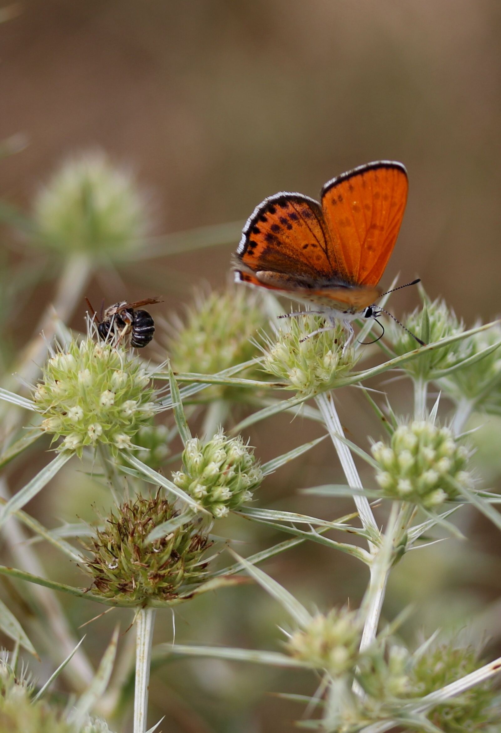 Canon EF-S 60mm F2.8 Macro USM sample photo. Butterfly, red, wings photography