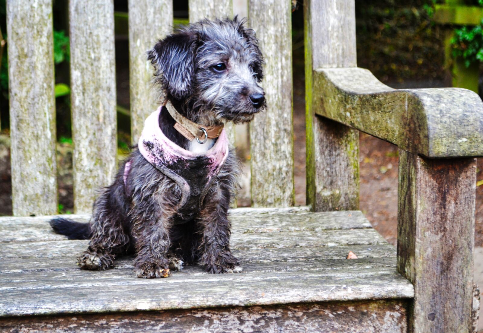 Nikon D3100 sample photo. Puppies, small dogs, muddy photography