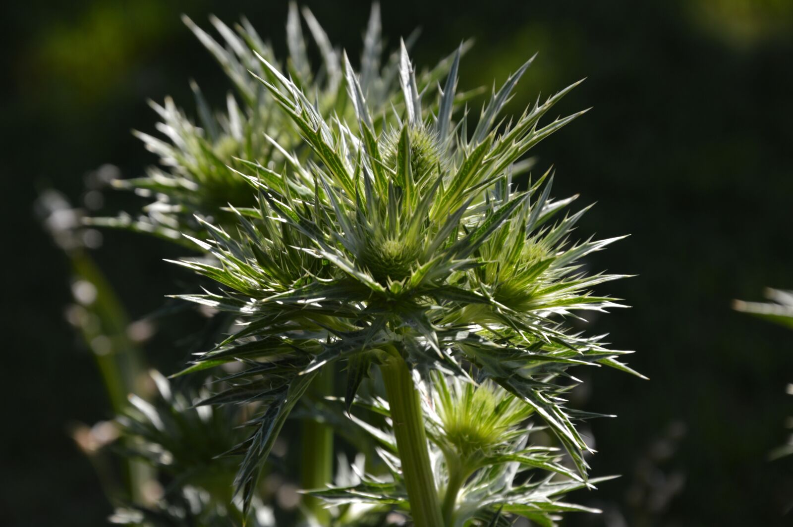 Nikon D3200 sample photo. Plant, thistles, nature photography