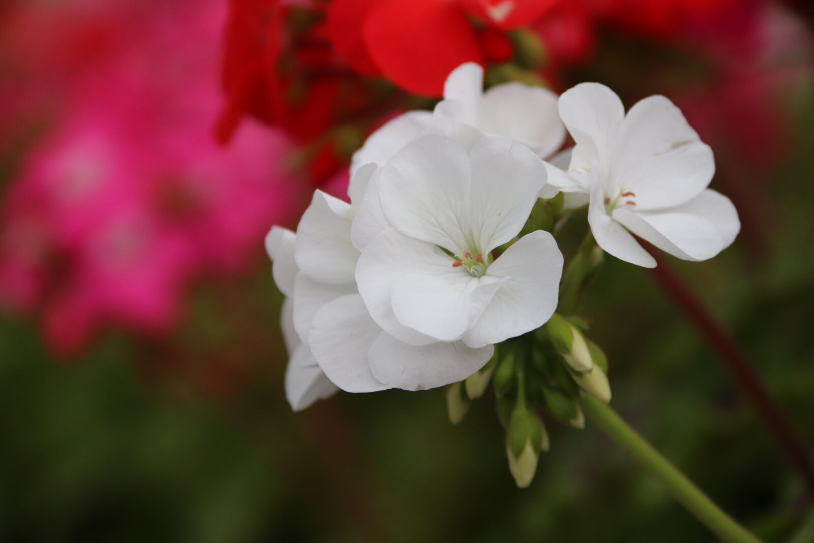 Canon EOS 800D (EOS Rebel T7i / EOS Kiss X9i) sample photo. Flower, spring, nature photography