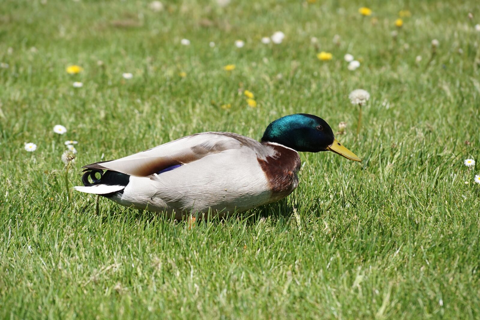 Sony DT 18-135mm F3.5-5.6 SAM sample photo. Bird, duck, drake photography