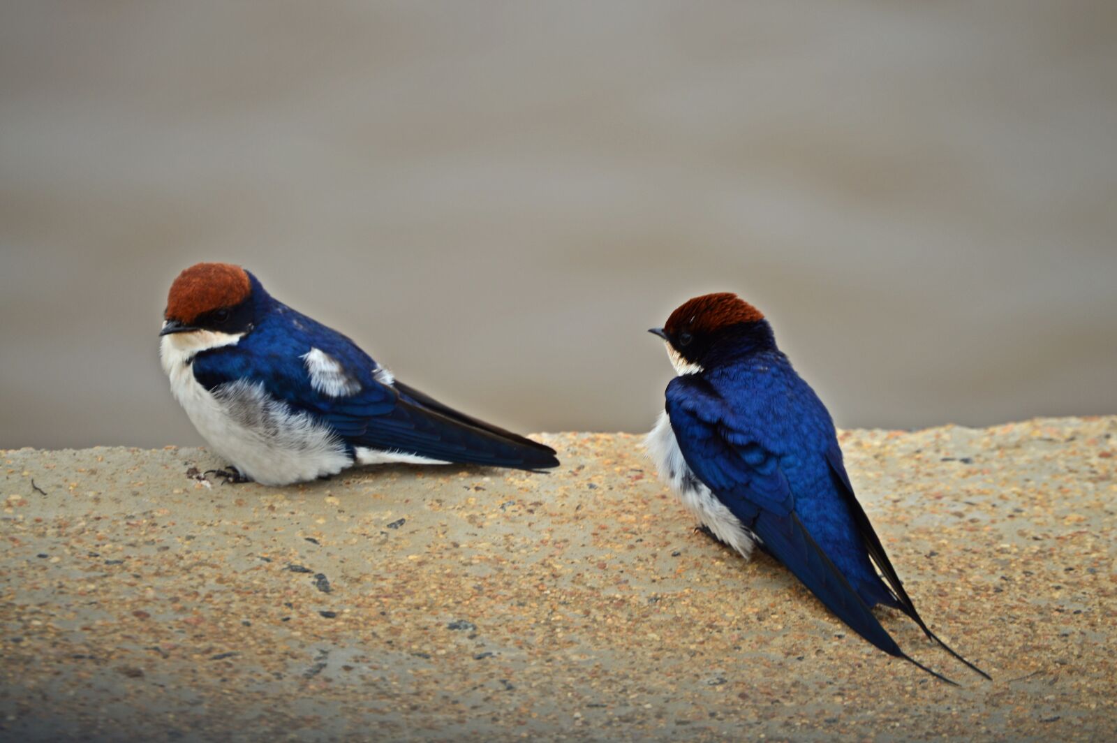 Nikon D3200 sample photo. Swallows, birds, africa photography