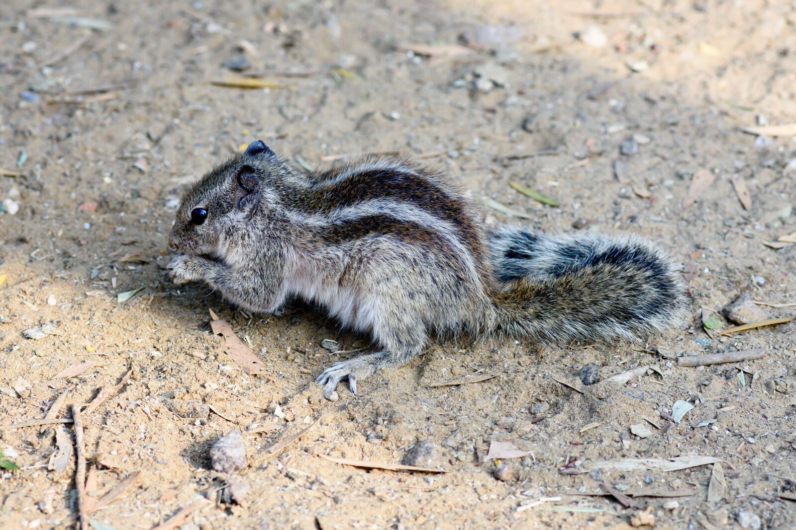Nikon D7200 sample photo. Animal, nikon, squirrel photography
