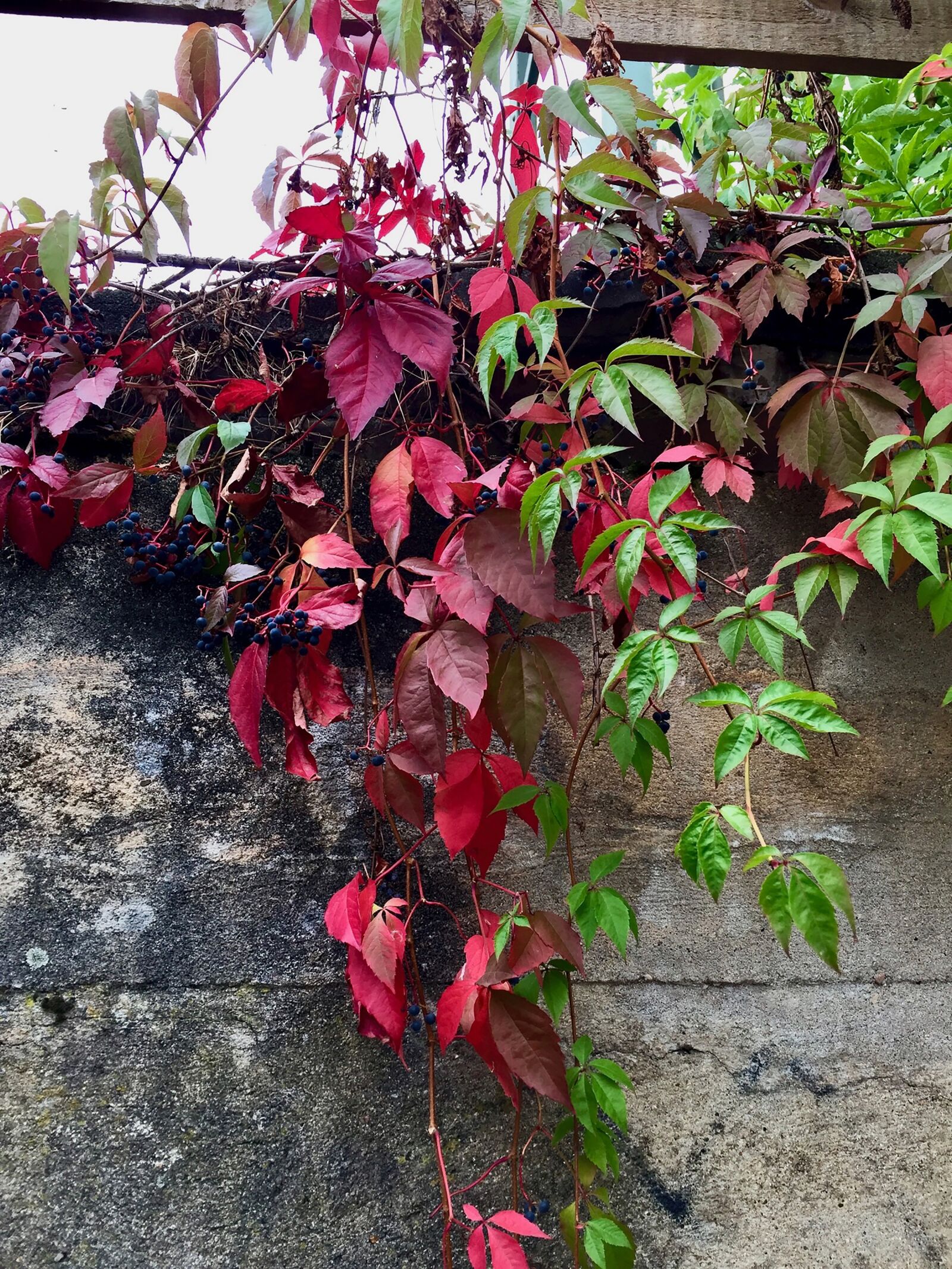 iPhone 6 back camera 4.15mm f/2.2 sample photo. Ivy, autumn, nature photography