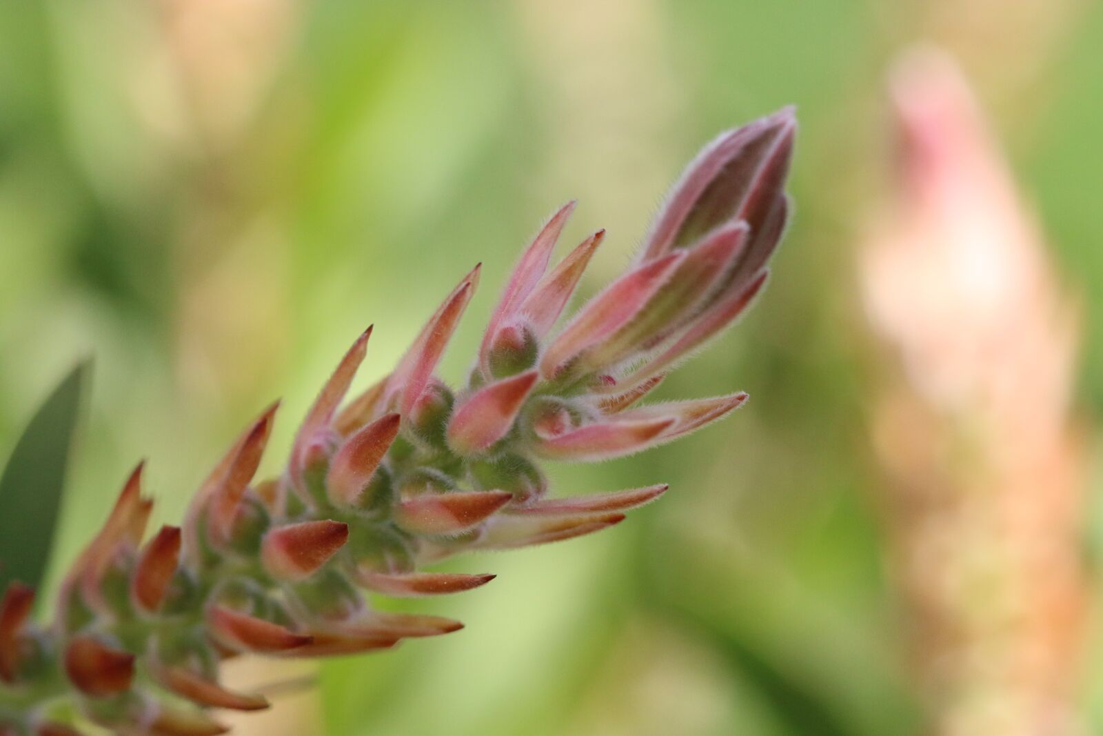 Canon EOS 70D + Canon EF 100mm F2.8 Macro USM sample photo. Green, flower, garden photography