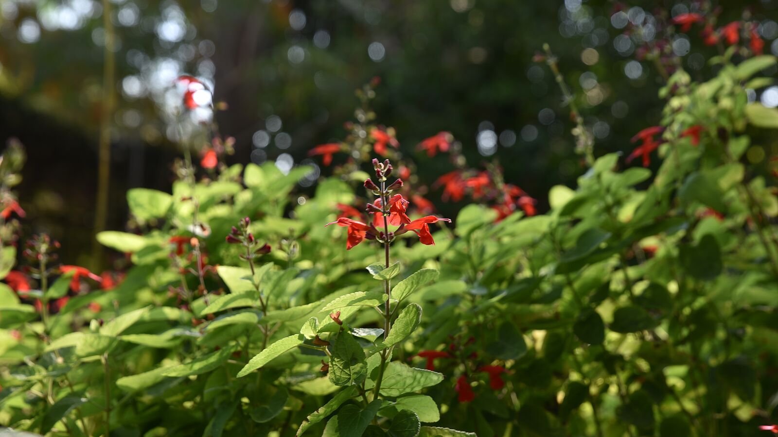 Nikon D750 sample photo. Leaf, flora, nature photography