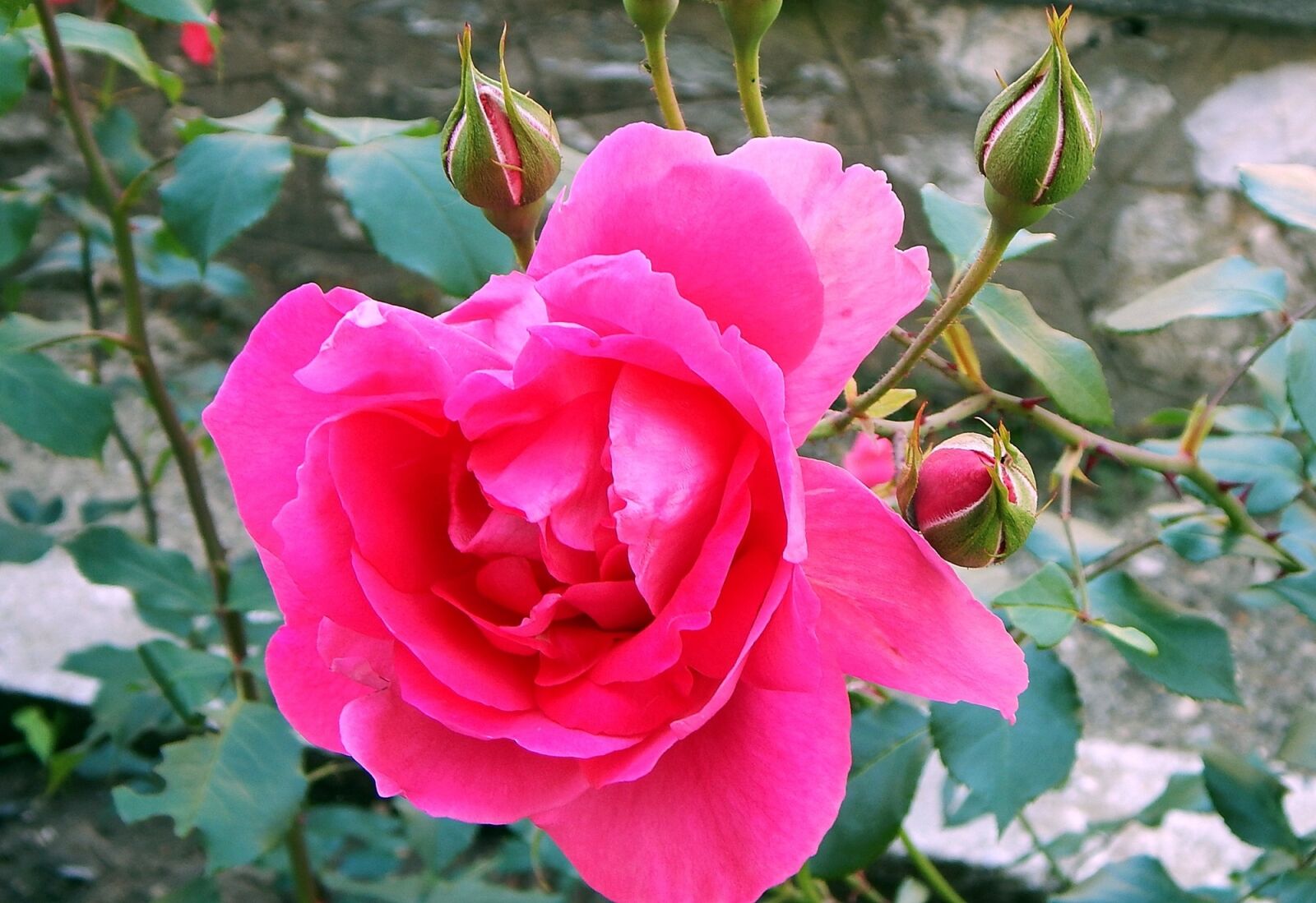 Nikon Coolpix L830 sample photo. Flower, rose, plant photography